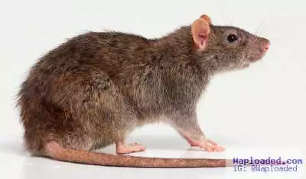 Lassa Fever! Benue Suspends Eating Of Rats